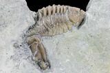 Flexicalymene senaria Trilobite - Ontario #107505-2